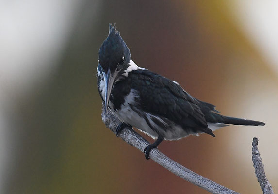 Amazonasfischer, Amazon kingfisher, Chloroceryle amazona