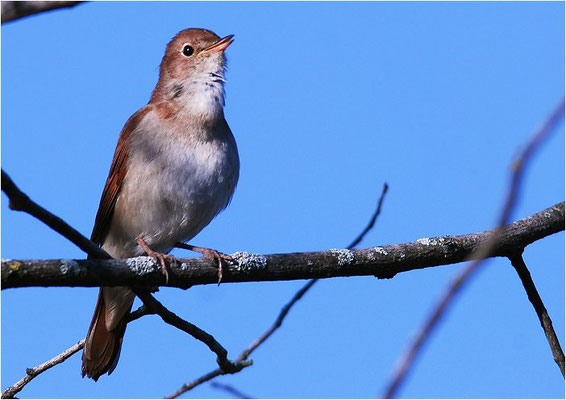 NACHTIGALL, NIGHTINGALE, LUSCINIA MEGARHYNCHOS