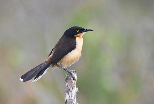 ROHRSPÖTTER, BLACK-CAPPED DONACOBIUS, DONACOBIUS ATRICAPILLA