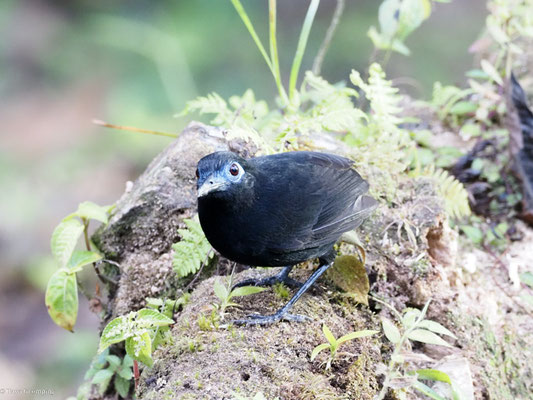 Zeledons Ameisenvogel, Zeledon´s Antbird - Myrmeciza zeledoni