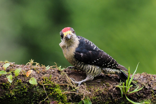 SCHLÄFENFLECKENSPECHT, BLACK-CHEEKED WOODPECKER, MELANERPES PUCHERANI