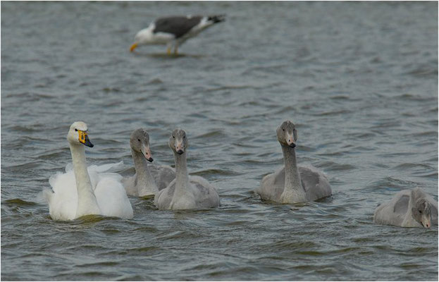 SINGSCHWAN, WHOOPER SWAN, CYGNUS CYGNUS