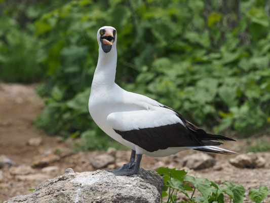 NAZCATÖLPEL, NAZCA BOOBY - SULA GRANTI