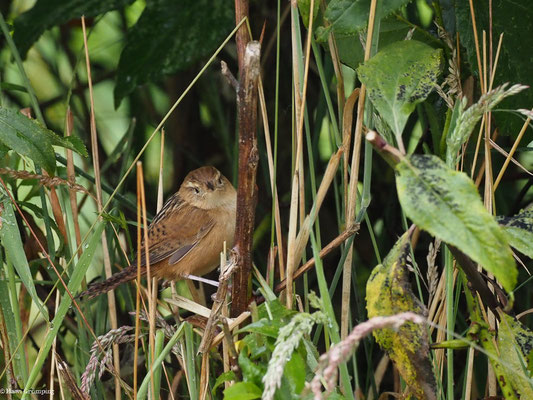 SEGGENZAUNKÖNIG, SEDGE WREN - CISTOTHORUS PLATENSIS