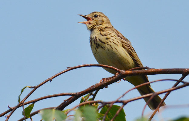 BAUMPIEPER, TREEPIPIT, ANTHUS TRIVIALIS