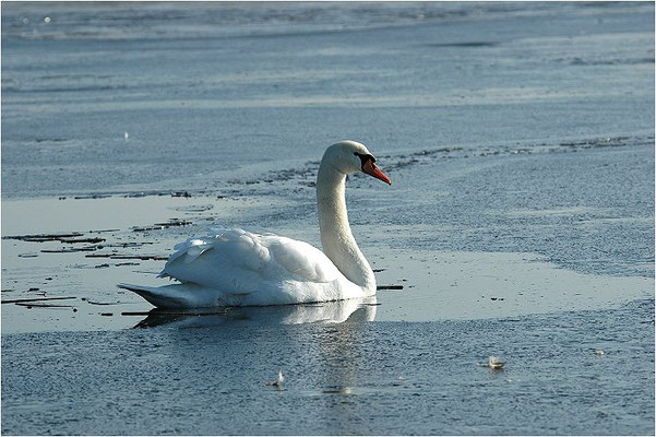 HÖCKERSCHWAN, MUTE SWAN, CYGNUS OLOR