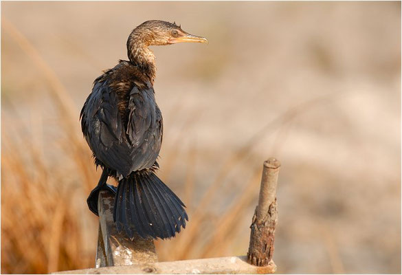 RIEDSCHARBE, LONG-TAILED-CORMORANT, PHALACROCORAX AFRICANUS