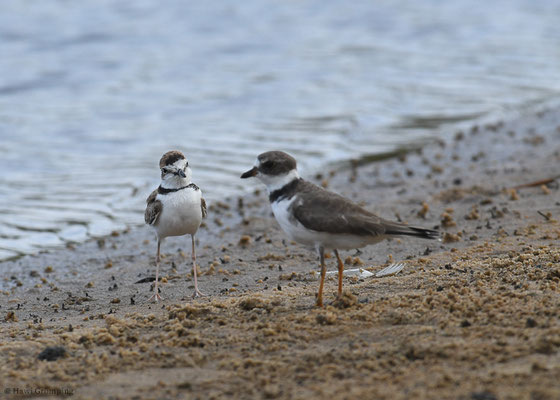 SCHLANKSCHNABELREGENPFEIFER, COLLARED PLOVER, CHARADRIUS COLLARIS