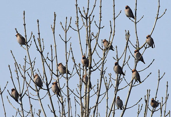 SEIDENSCHWANZ, WAXWING, BOMBYCILLA GARRULUS