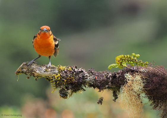 BLUTTANGARE, FLAME-COLORED TANAGER, PIRANGA BIDENTATA