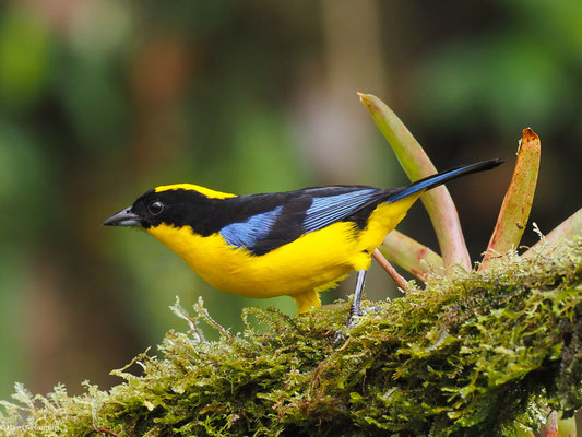 BLAUFLÜGEL-BERGTANGARE, BLUE-WINGED MOUNTAIN-TANAGER - ANISOGNATHUS SOMPTUOSUS
