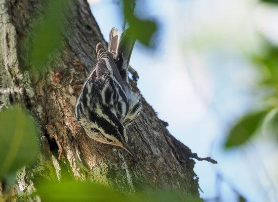 KLETTERWALDSÄNGER, BLACK-AND WHITE WARBLER, MNIOTILTA VARIA