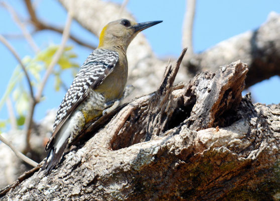 HOFFMANNSPECHT, HOFFMANN´S WOODPECKER, MELANERPES HOFFMANNII