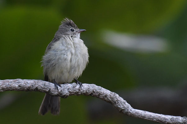GRAUTYRANN, GRAY ELAENIA, MYIOPAGIS CANICEPS