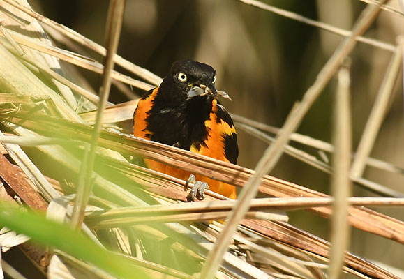 WEISSFLÜGELTRUPIAL, TROUPIAL, ICTERUS ICTERUS