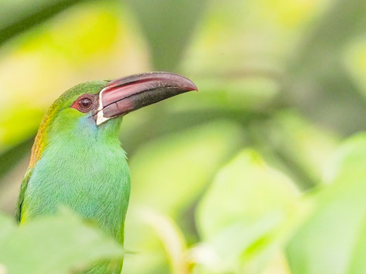 Blutbürzelarassari, Crimson-rumped Toucanet - Aulacorhynchus haematopygus