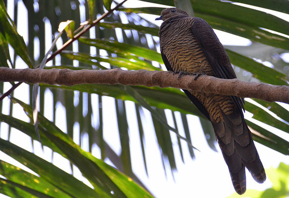 MALAYISCHE KUCKUCKSTAUBE, BARRED CUCKOO DOVE, MACROPYGIA UNCHALL