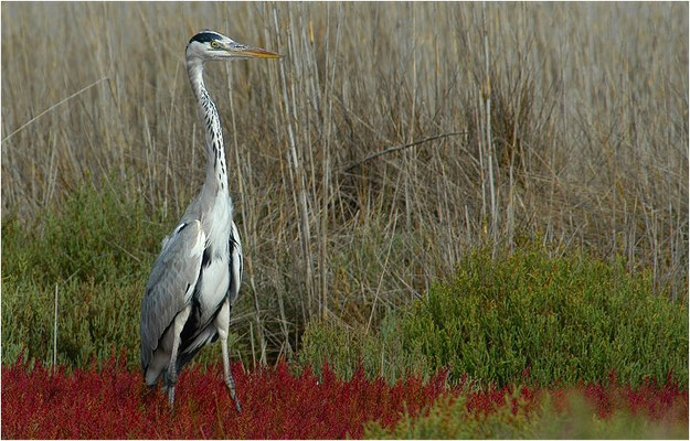 GRAUREIHER, GREY HERON, ARDEA CINEREA