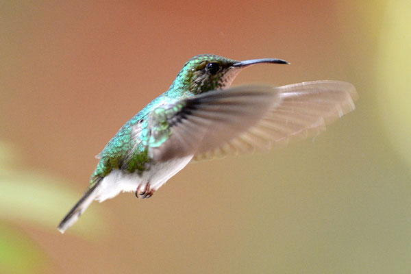 BRONZEKOPF-ELVIRAKOLIBRI, COPPERY-HEADED EMERALD, ELVIRA CUPREICEPS