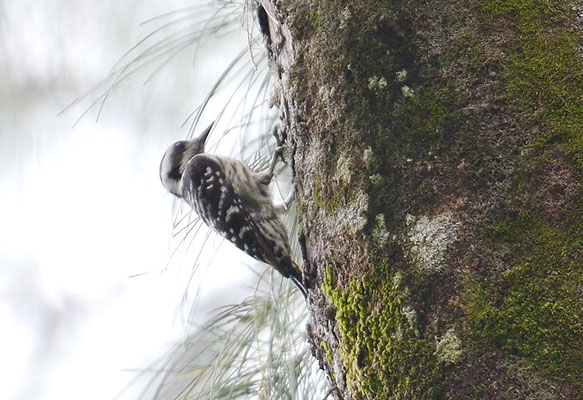 GRAUSCHEITELSPECHT, GREY-CAPPED PYGMY WOODPECKER, DENDROCOPOS CANICAPILLUS 