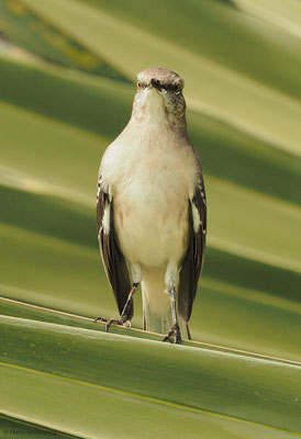 SPOTTDROSSEL, NORTHERN MOCKINGBIRD, MIMUS POLYGLOTTUS