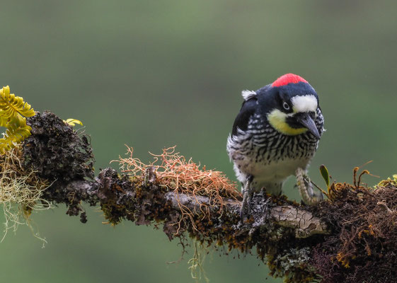 EICHELSPECHT, ACORN WOODPECKER, MELANERPES FORMICIVORUS