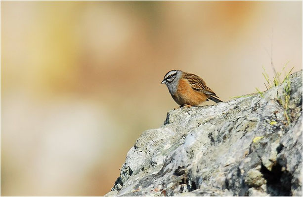 ZIPPAMMER, ROCK BUNTING, EMBERIZA CIA