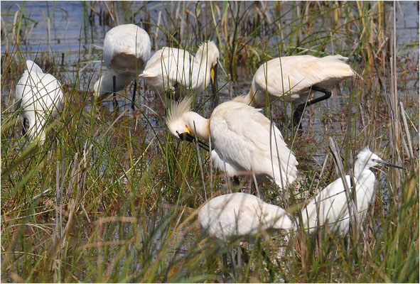 LÖFFLER, SPOONBILL, PLATALEA LEUCORODIA