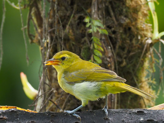 GUIRA-TANGARE, GUIRA TANAGER - HEMITHRAUPIS GUIRA