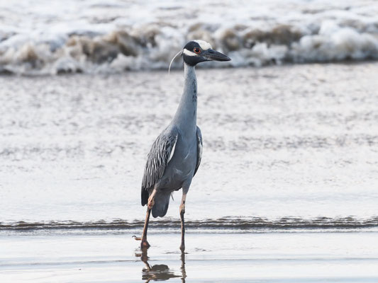 Krabbenreiher, Yellow-crowned Night-Heron - Nyctanassa violacea