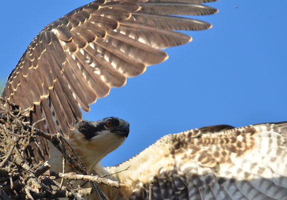 FISCHADLER, OSPREY, PANDION HALIAETUS
