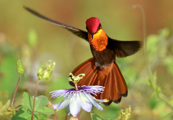 TOPASRUBINKOLIBRI, RUBY-TOPAZ HUMMINGBIRD, CHRYSOLAMPIS MOSQUITUS - CURACAO