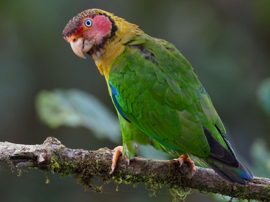 Rosenwangenpapagei, Rose-faceld Parrot - Pyrilla pulchra