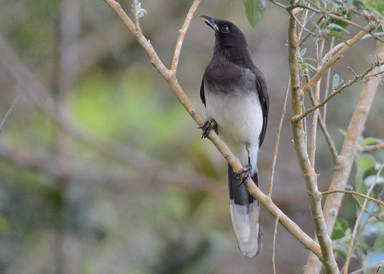 BRAUNHÄHER, BROWN JAY, CYANOCORAX MORIO