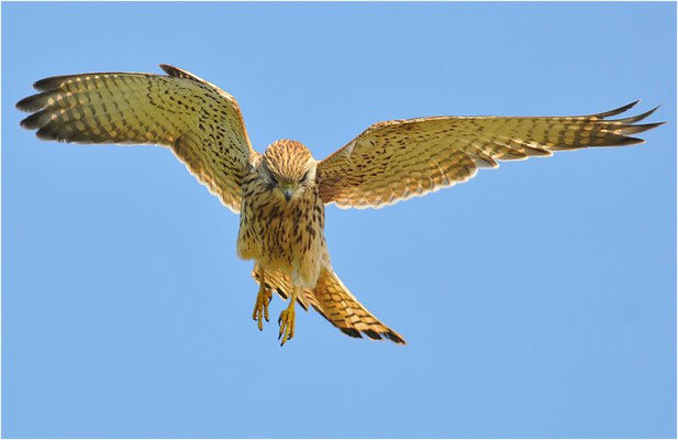 TURMFALKE, KESTREL, FALCO TINNUNCULUS