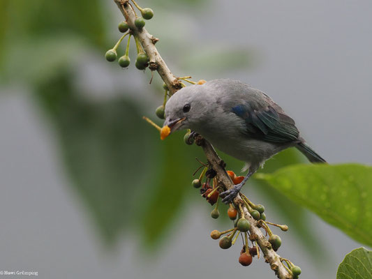 PALMTANGARE, PALM TANAGER - THRAUPIS PALMARUM