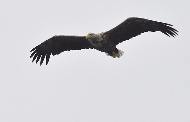 SEEADLER, WHITE-TAILED EAGLE, HALIAEETUS ALBICILLA
