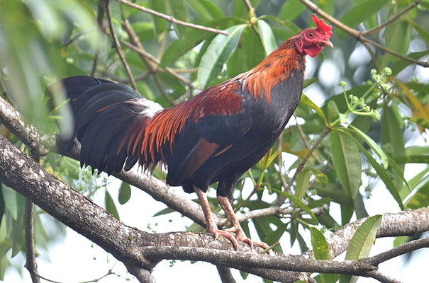 BANKIVAHUHN, RED JUNGLEFOWL, GALLUS GALLUS