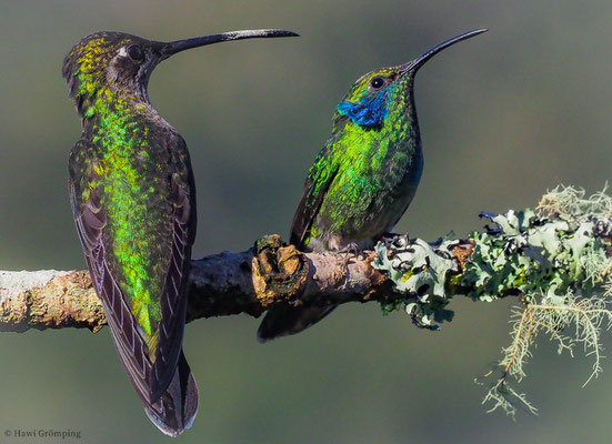KLEINER VEILCHENOHRKOLIBRI, GREEN VIOLET-EAR, COLIBRI THALASSINUS