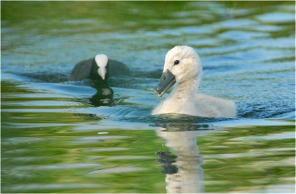 HÖCKERSCHWAN, MUTE SWAN, CYGNUS OLOR