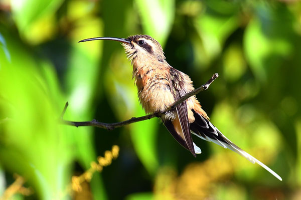 ZIMTROTER SCHATTENKOLIBRI, PLANALTO HERMIT, PHAETORNIS PRETREI