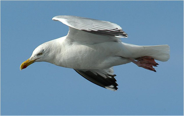 SILBERMÖWE, HERRING GULL, LARUS ARGENTATUS