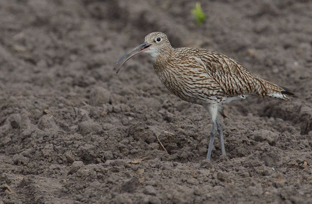 BRACHVOGEL, EURASIAN CURLEW, NUMENIUS ARQUATA