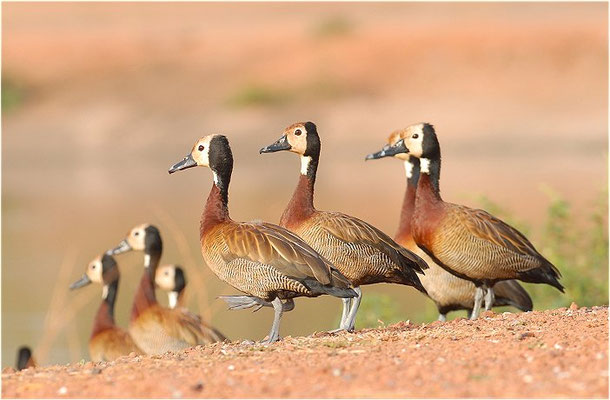 WITWENPFEIFENTE, WHITE-FACED WHISTLING DUCK, DENDROCYGNA VIDUATA