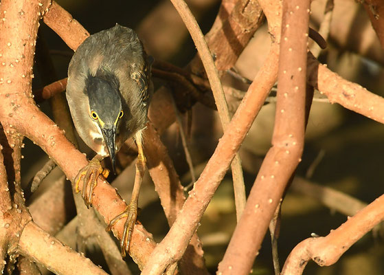 MANGROVENREIHER, STRIATED HERON, BUTORIDES STRIATA