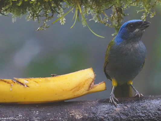 BLAUKAPPEN-TANGARE, BLUE-CAPPED TANAGER - SPORATHRAUPIS CYANOCEPHALA