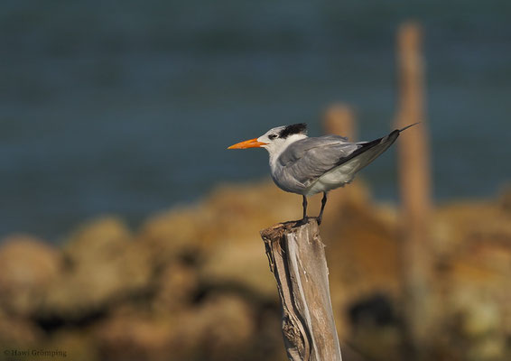 KÖNIGSSEESCHWALBE, ROYAL TERN, STERNA MAXIMA