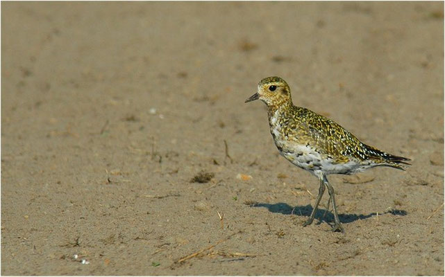GOLDREGENPFEIFER, GOLDEN PLOVER, PLUVIALIS APRICARIA