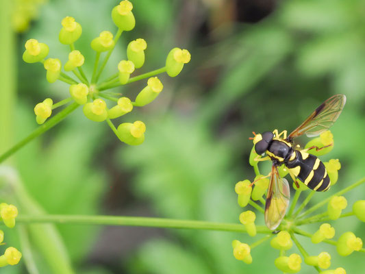 XANTHOGRAMMA PEDISSEQUUM, SPÄTE GELBRANDSCHWEBFLIEGE
