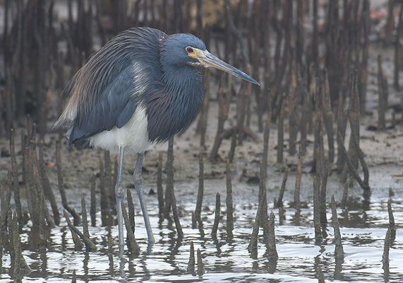 DREIFARBENREIHER TRICOLORES HERON, EGRETTA TRICOLOR